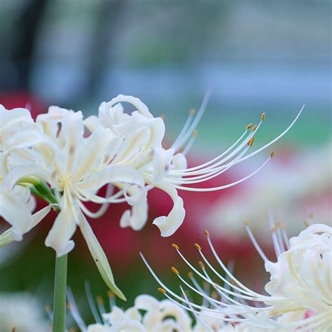 曼陀羅華 花